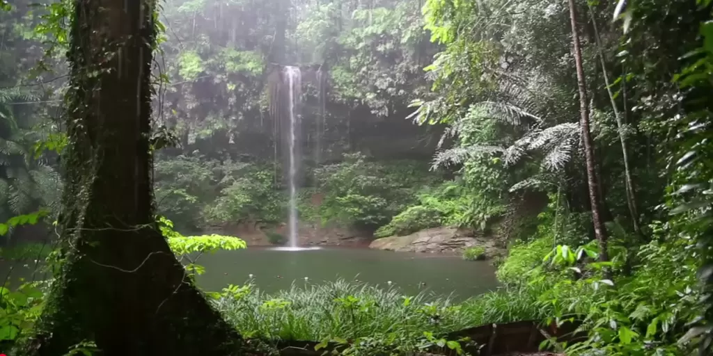 Rain Sound and Rainforest Animals Sound